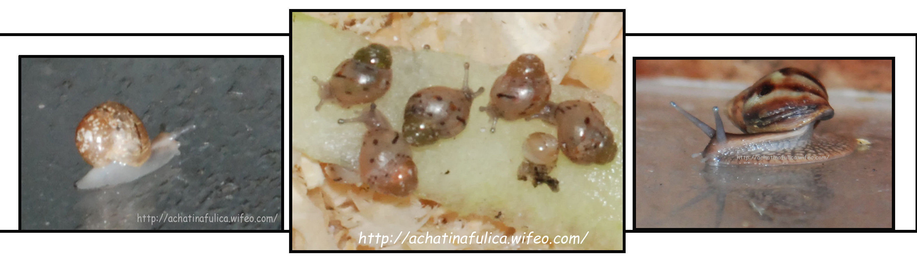 achatina fulica, rotadzy,achatine, escargot geant, elevage, achatiniculture, vivarium, achatine